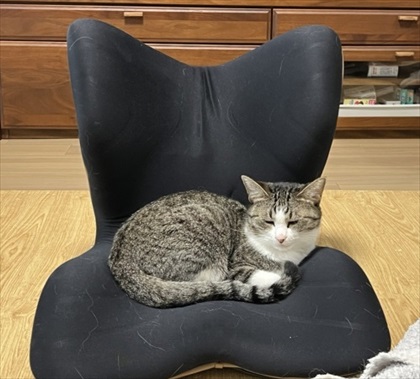 新しいもの全部試したい猫