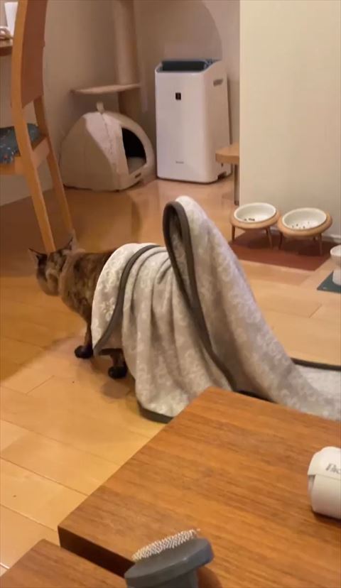 ブランケットかけたまま歩いて行く猫ちゃん横