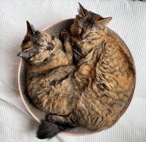 寝る猫ちゃん2匹