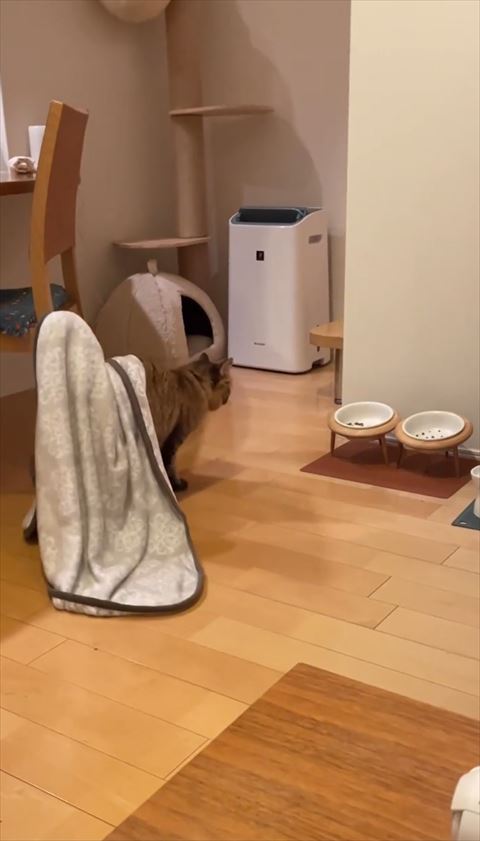 ブランケットかけたまま歩いて行く猫ちゃん後ろ