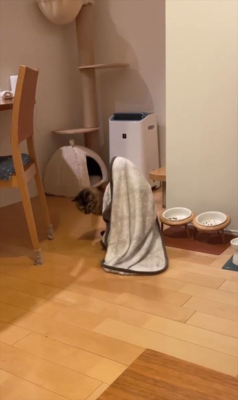 後ろを振り返る猫ちゃん