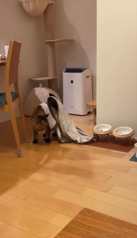 奥で自分のお尻見てる猫ちゃん