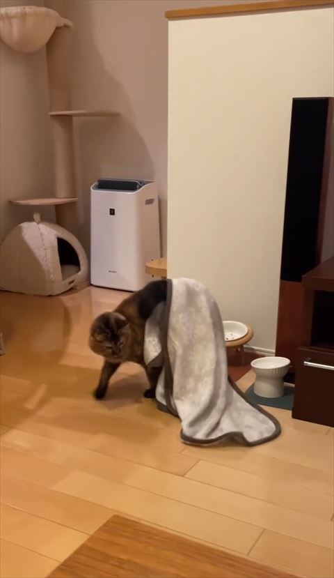 お尻のブランケット見てる猫ちゃん前から