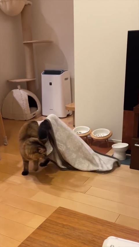 お尻のブランケット見てる猫ちゃん後頭部見える