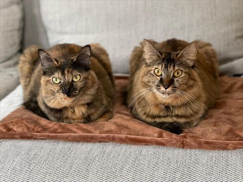 ソファの上猫ちゃん2匹