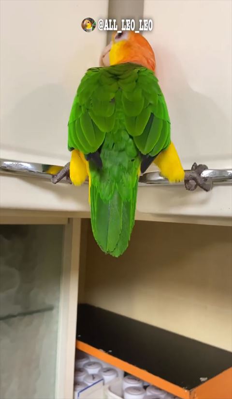 棚の取っ手に後ろ足のせる