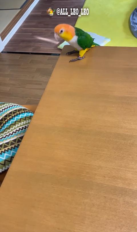 テーブル奥にいるインコちゃん