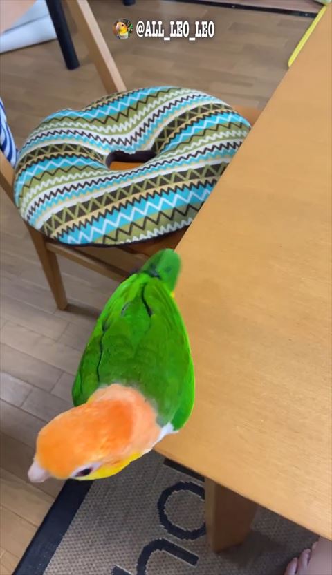 テーブル手前に来るインコ