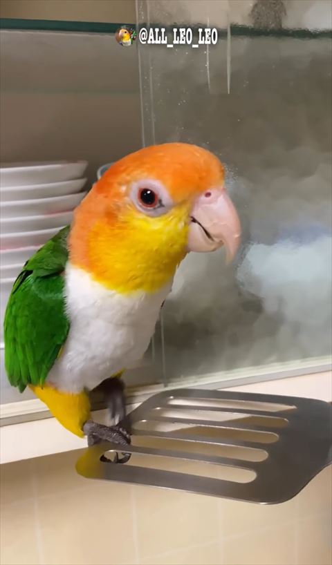 へらに片足のせる