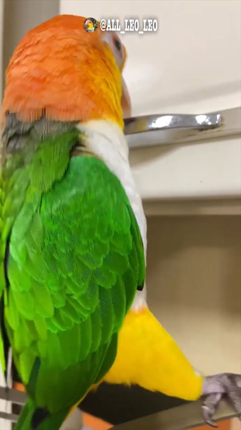 口ばしでとって捕まる