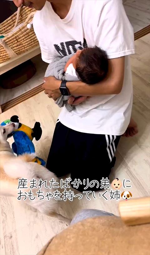 柴犬と赤ちゃん