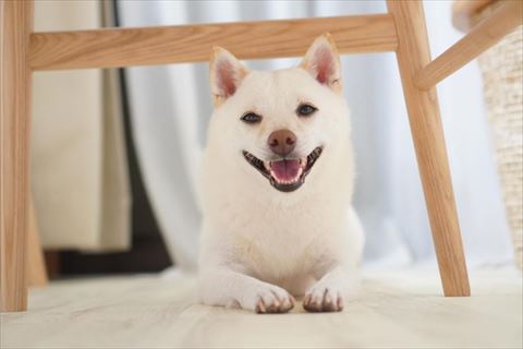 笑ってるワンコ