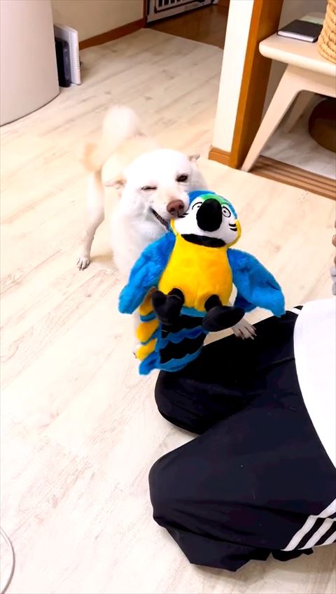 ウィンクしてるワンコ