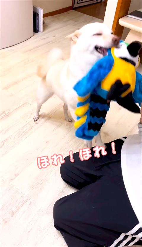 笑顔でぬいぐるみ渡そうとするワンコ