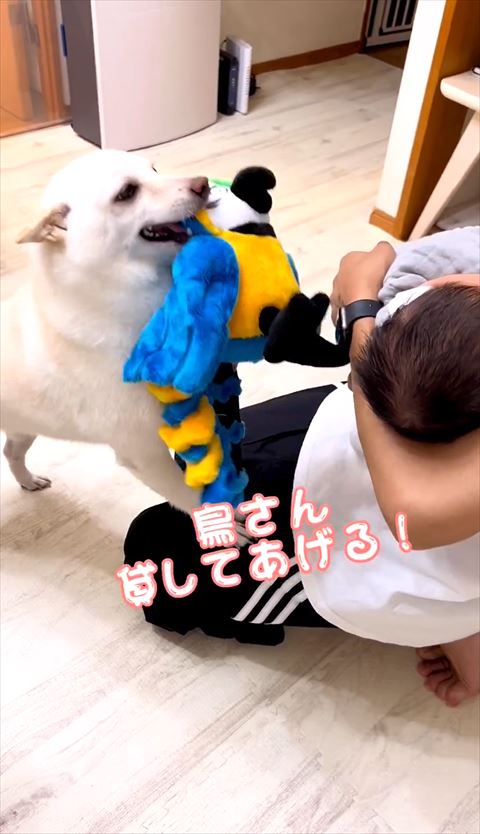 目の前でぬいぐるみ見せるワンコ