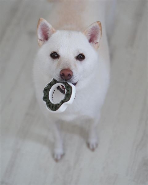 お座りしておもちゃくわえてるワンコの正面画像