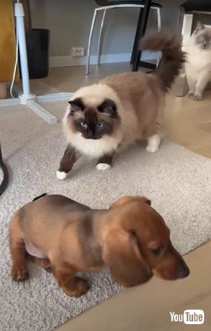猫と子犬が出会う