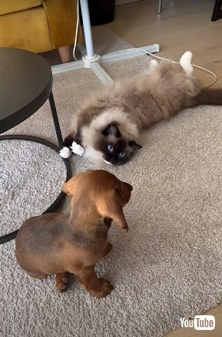猫と子犬が出会う