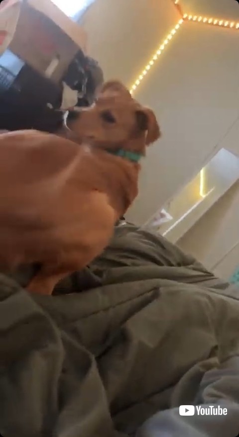 ヒップアタックする犬