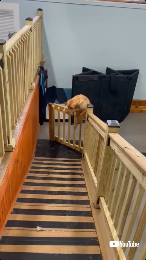 扉を越えるワンコ