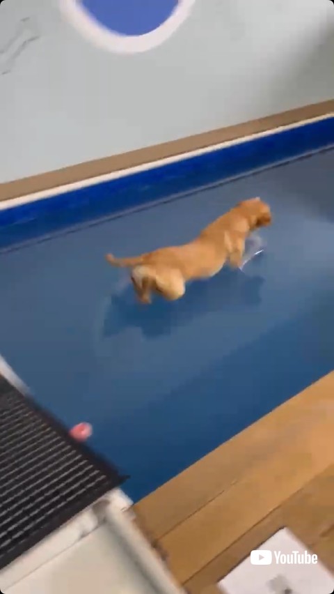 プールへダイブ