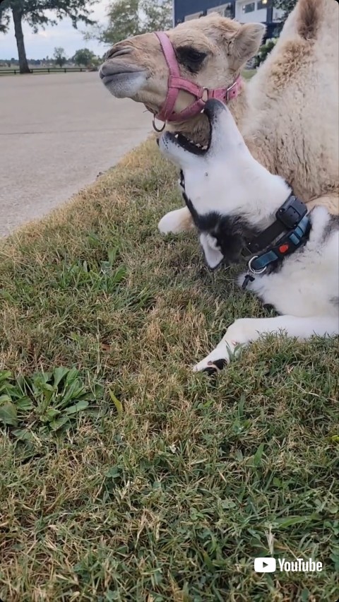 甘がみをしたい犬