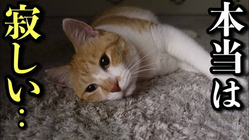 猫留守番