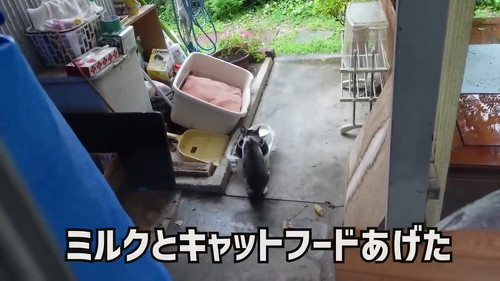 ミルクとフード