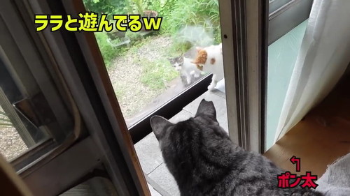 ララと遊んでる