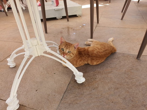 テーブルの下で待機する猫