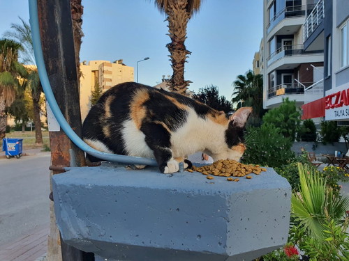 フードを食べる猫たち