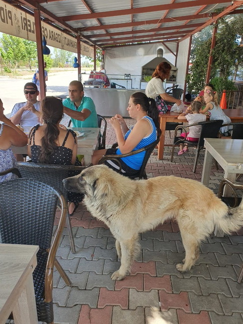 テーブルのそばで待機する犬