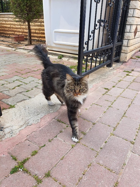 毛並みがよい野良猫