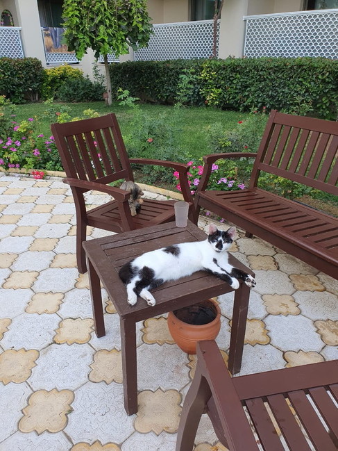 リラックスする猫