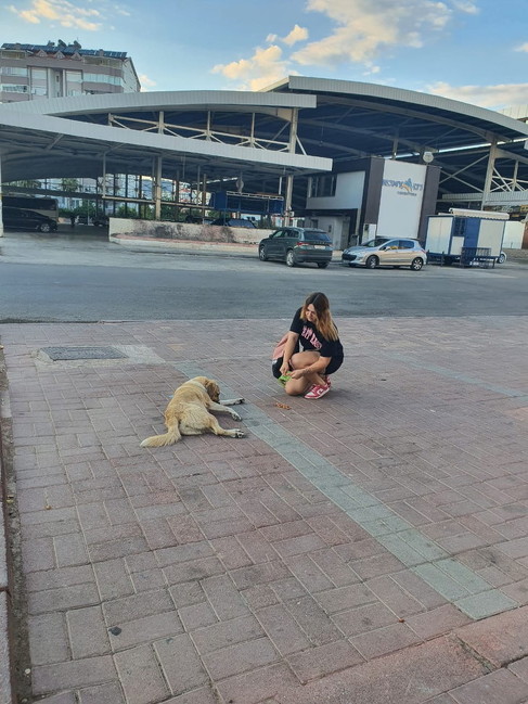 野良犬にごはんをあげる女性