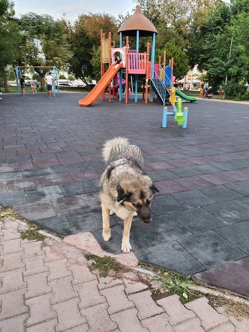 公園に来た野良犬