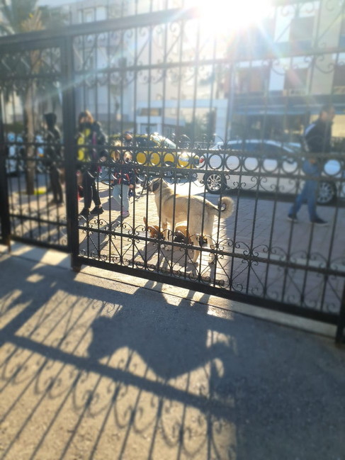 学校に遊びに来た野良犬