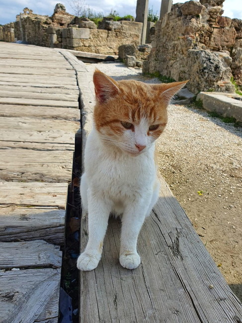 トルコの野良猫