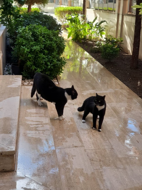 黒白猫たち