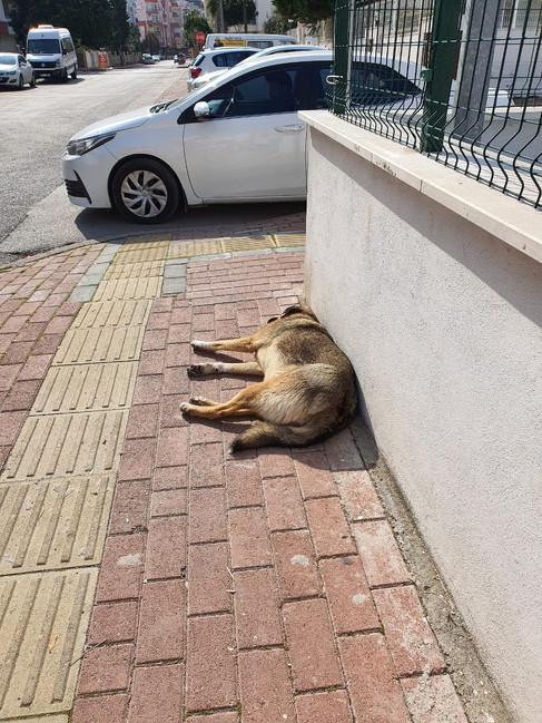 寝ている野良犬