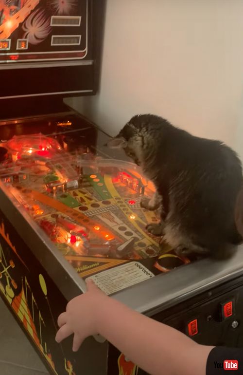 ピンボールゲームで遊ぶ猫と息子