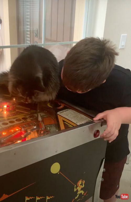 ピンボールゲームで遊ぶ猫と息子