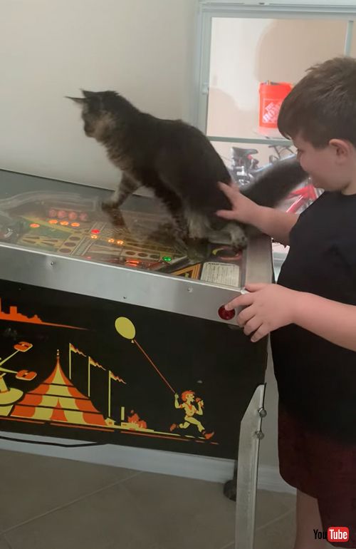 ピンボールゲームで遊ぶ猫と息子