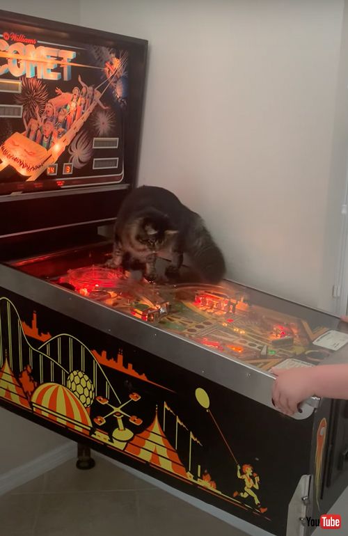 ピンボールゲームで遊ぶ猫と息子