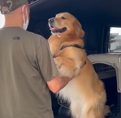 ゴールデンとお父さん