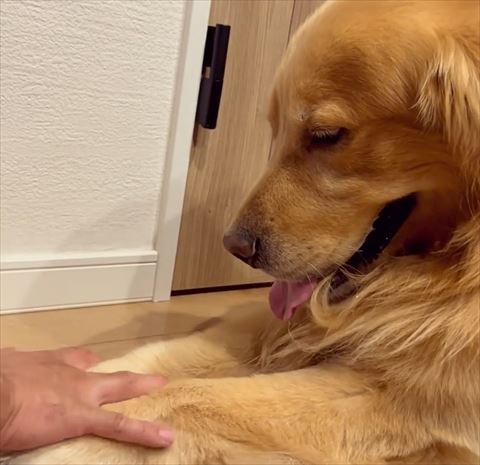 前足さわられるワンコ