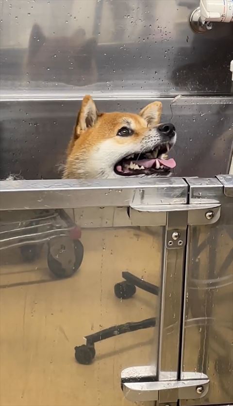 洗面台から顔だして飼い主見つめるワンコ