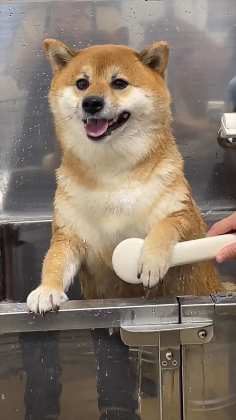シャワーの上に前足のせるワンコ