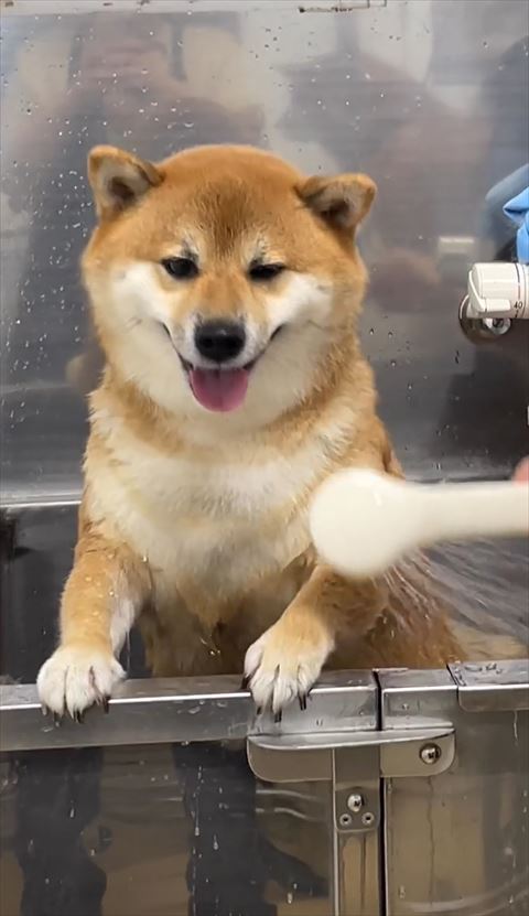 シャワーをかけられて目を細めるワンコ
