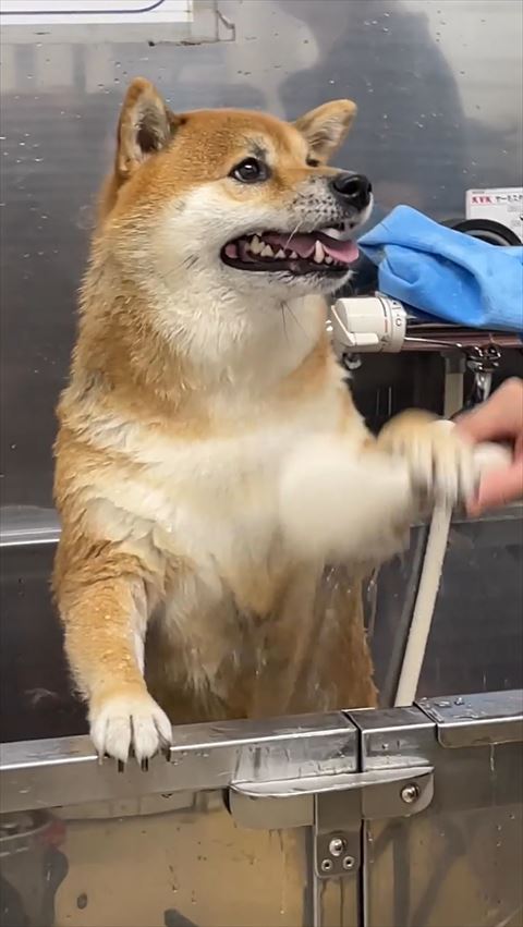 シャワーを押しのけて飼い主を見つめるワンコ